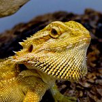 Bearded agama vo vašom teráriu