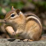Domáca chipmunk