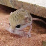 Home jerboa: údržba a starostlivosť Home jerboa: údržba a starostlivosť