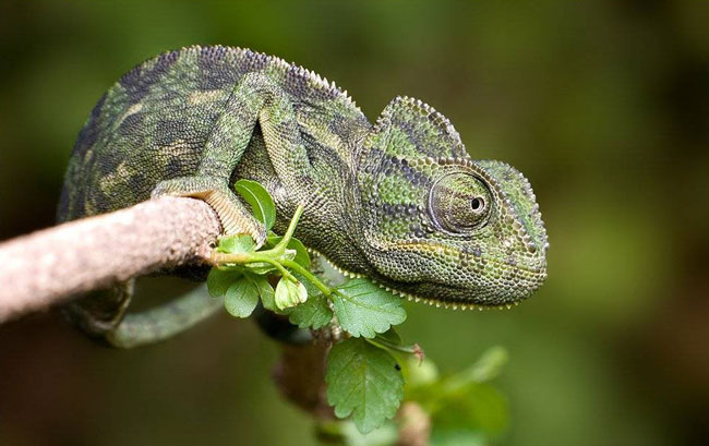 Chameleon: obsah a starostlivosť