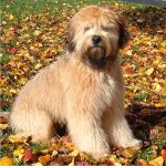 Írsky Soft Coated Wheaten Terrier