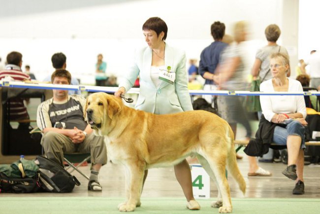 Španielsky mastiff
