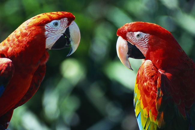 Ako učiť papagája, aby hovoril?