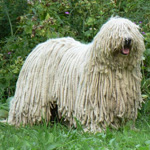 Komondor: Maďarský ovčiak Komondor: Maďarský ovčiak