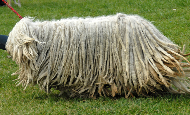 Komondor: Maďarský ovčiak