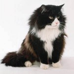 Cat štiepenie: čo robiť?