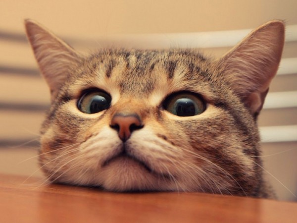 Cat štiepenie: čo robiť?