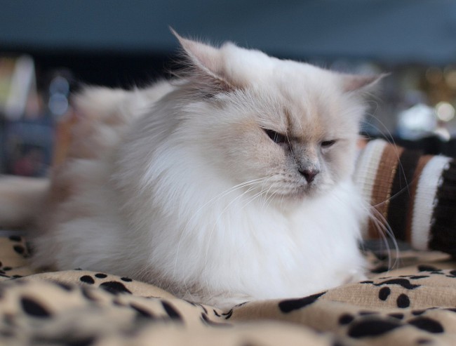 Cat štiepenie: čo robiť?