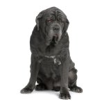 Neapolský mastiff alebo Mastino Poleetano Neapolský mastiff alebo Mastino Poleetano