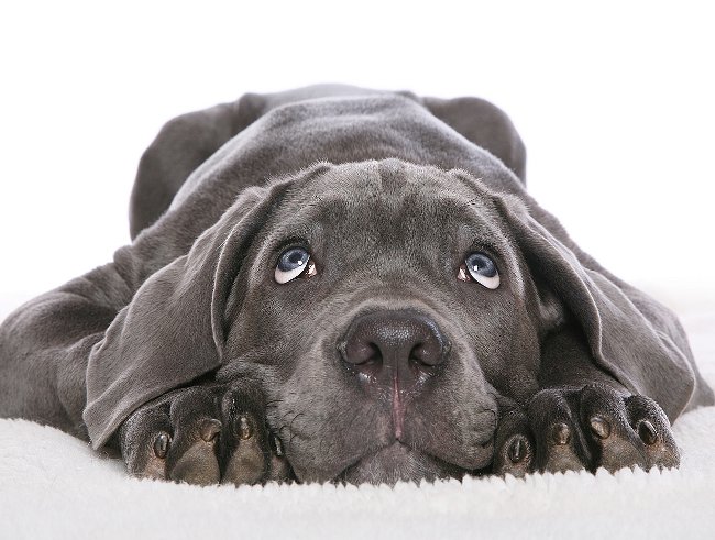Neapolský mastiff alebo Mastino Poleetano