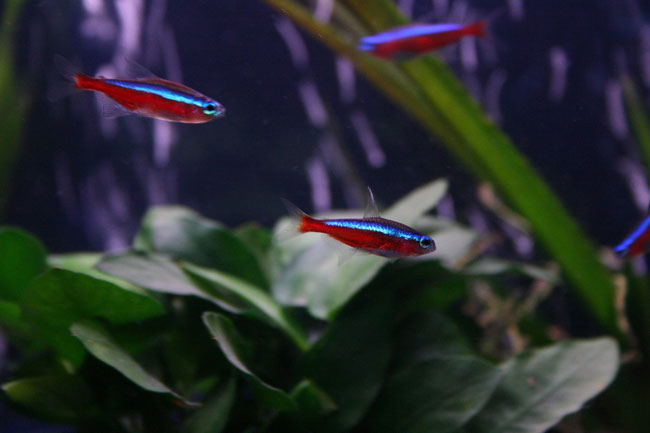 Neonové ryby