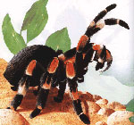Ako sa starať o tarantuly pavúky Ako sa starať o tarantuly pavúky