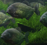 Piranhas vo vašom akváriu Piranhas vo vašom akváriu