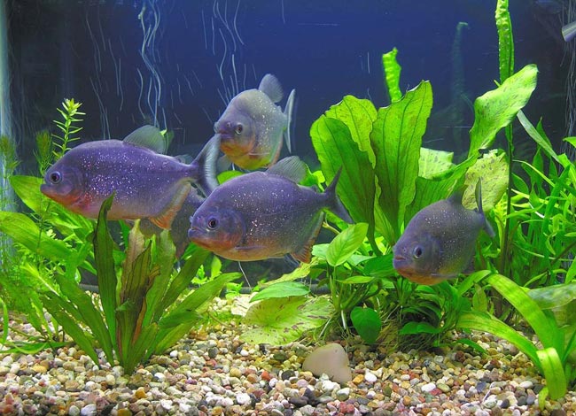Piranhas vo vašom akváriu
