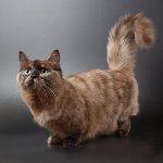 Plemeno mačiek: munchkin