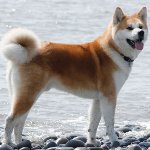Plemeno psov: Akita Inu Plemeno psov: Akita Inu