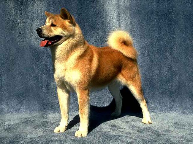 Plemeno psov: Akita Inu Plemeno psov: Akita Inu