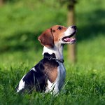 Plemeno psov beagle Plemeno psov beagle