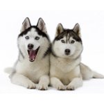 Husky psie plemeno Husky psie plemeno