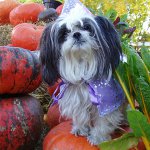 Plemeno psov Shih Tzu