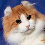 Plemená mačiek: American Curl