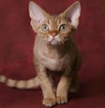 Plemená mačiek: Devon Rex