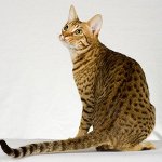 Plemená mačiek: ocicat