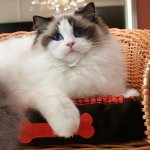 Plemená mačiek: ragdoll