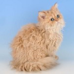 Plemená mačiek: Selkirk rex
