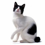 Plemená mačiek: japonský Bobtail