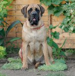 Plemená psov: anglický mastiff