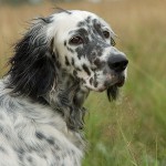 Plemená psov: anglický Setter