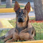 Plemená psov: belgický ovčiak Malinois Plemená psov: belgický ovčiak Malinois