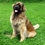 Plemená psov: leonberger