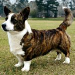 Plemená psov: welsh corgi sveter Plemená psov: welsh corgi sveter