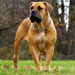 Plemená psov: Juhoafrický Boerboel Plemená psov: Juhoafrický Boerboel