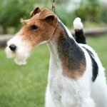 Plemená psov: fox teriér s hrubými očami Plemená psov: fox teriér s hrubými očami
