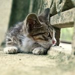 Cat stratil: čo robiť?
