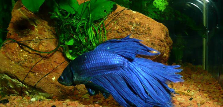 Cockfish: starostlivosť, obsah, výživa