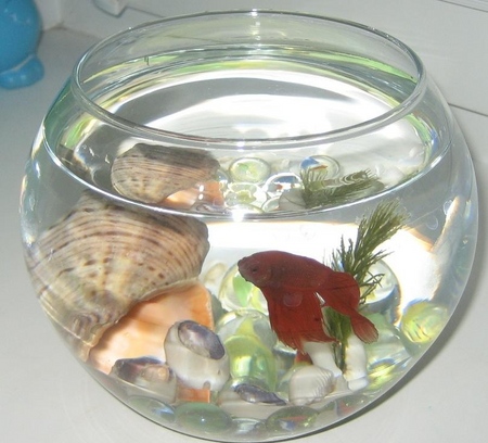 Cockfish: starostlivosť, obsah, výživa