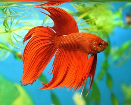 Cockfish: starostlivosť, obsah, výživa