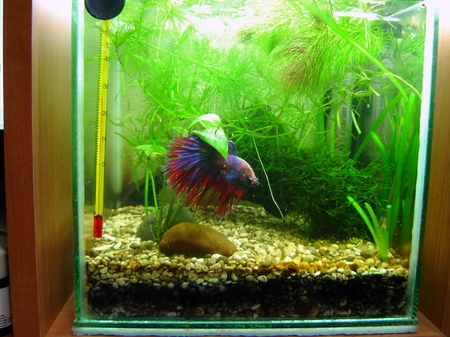 Cockfish: starostlivosť, obsah, výživa