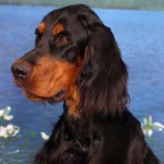 Škótsky setr (Gordon Setter) Škótsky setr (Gordon Setter)