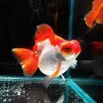 Goldfish teleskop Goldfish teleskop