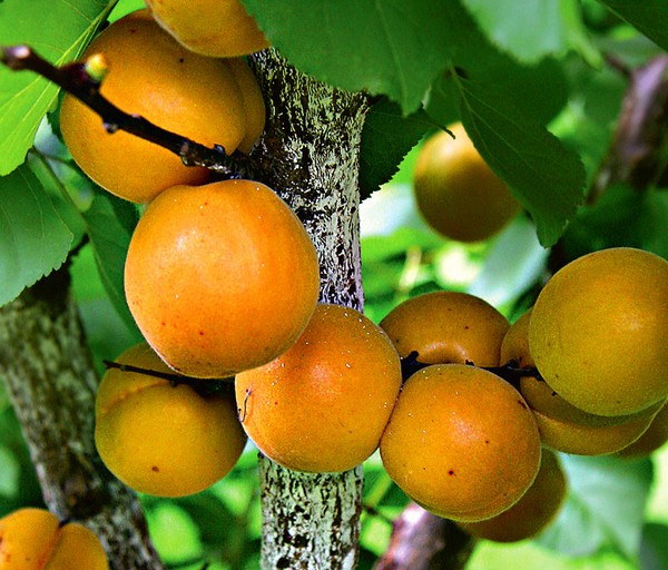 Meruňka, odrody na vylodenie na predmestí a stredný pás Ruska
