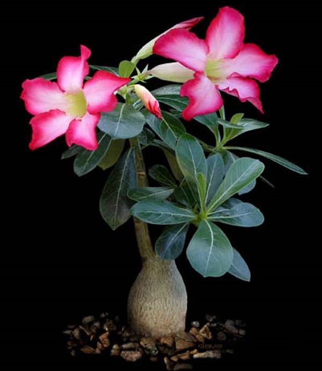 Starostlivosť o adenium