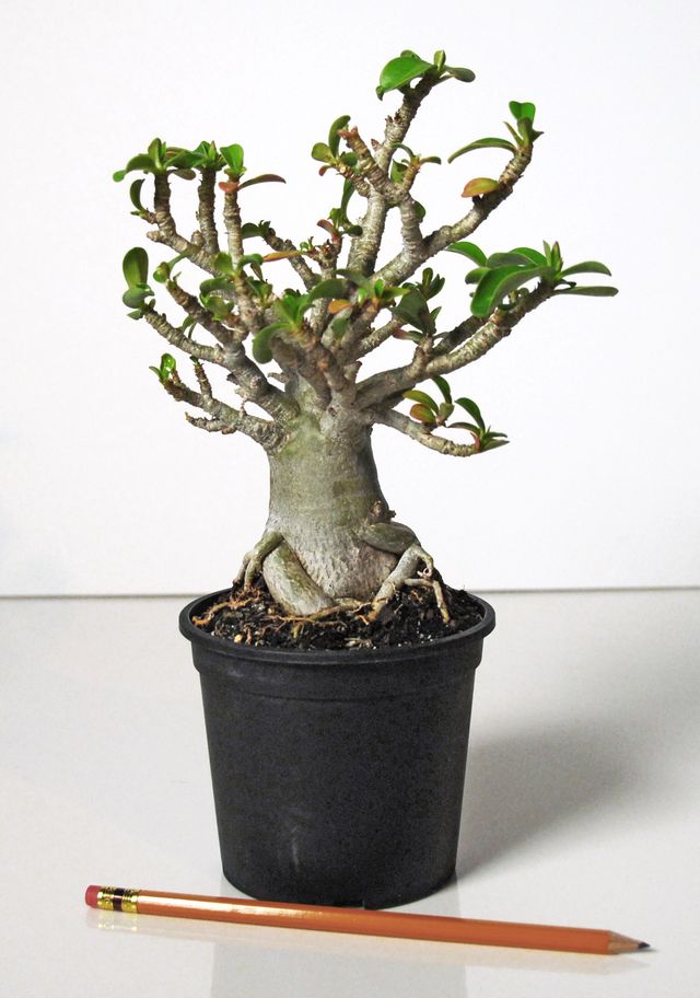 Starostlivosť o adenium