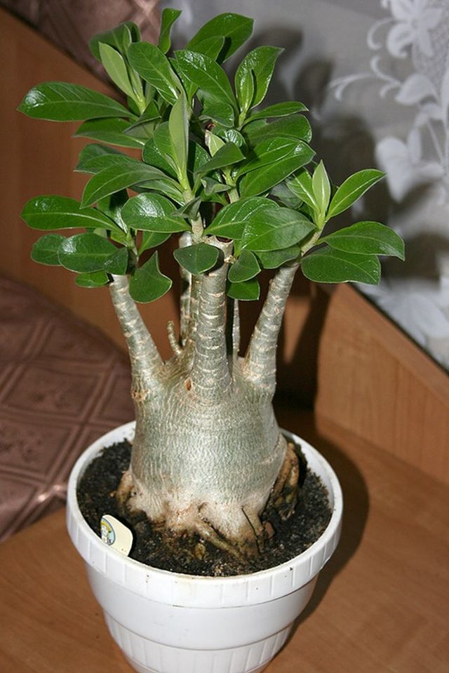 Starostlivosť o adenium