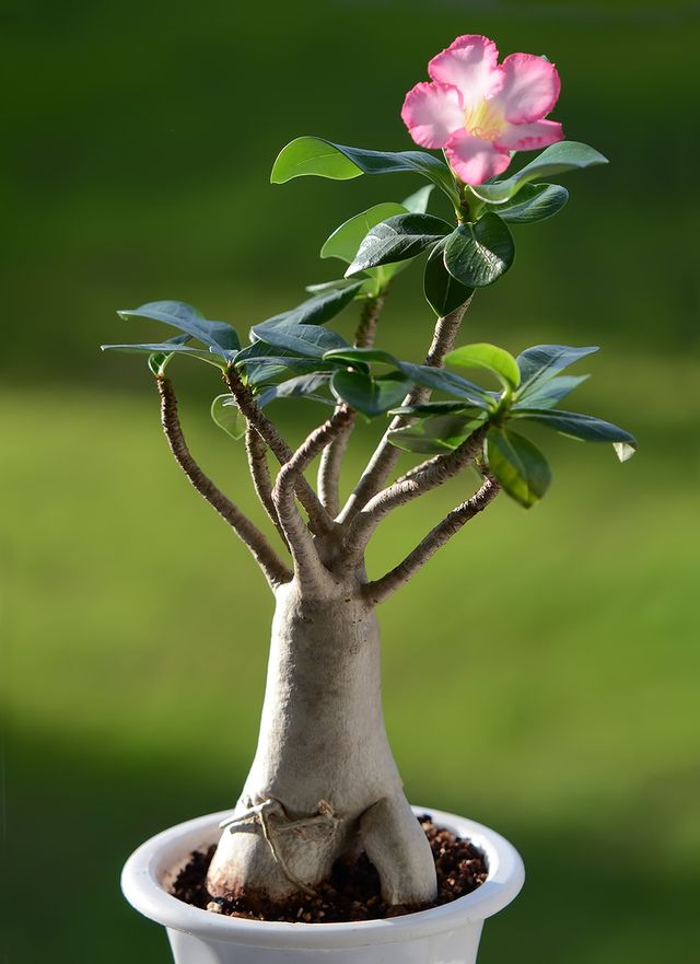 Adenium - domáca starostlivosť (foto, video). Ako sa správne starať o kvet adenium