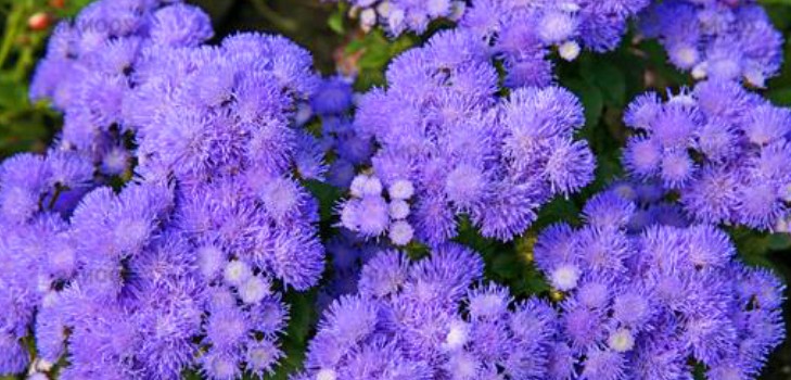 Ageratum: výsadba a starostlivosť. Populárne odrody